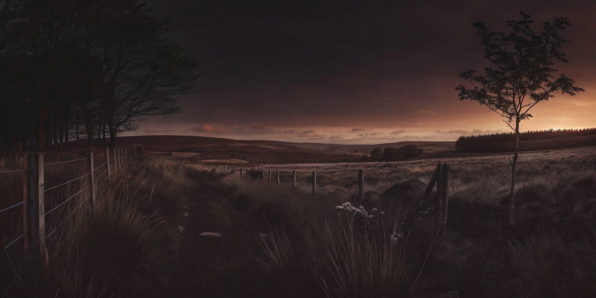 A Northumberland field edge at dusk, a wire fence and bare trees against the evening sky